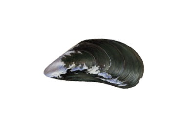 Mussels