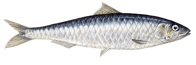 Sardine fish illustration