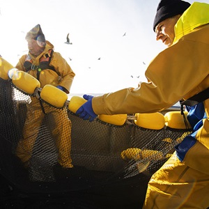 Cornish sardine fishermen