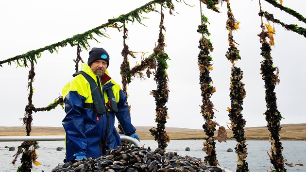Shetland mussels