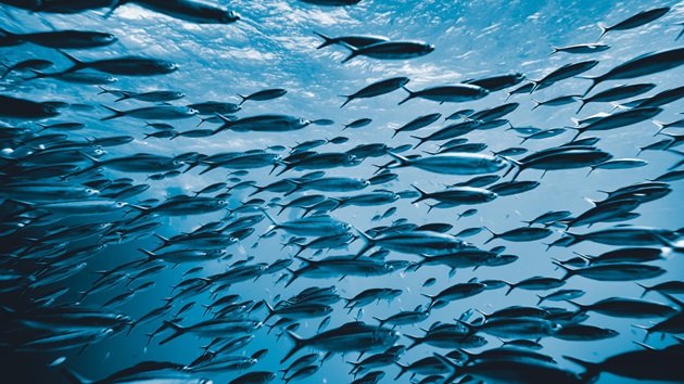 What is overfishing?